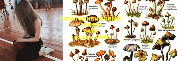 PSILOCYBIN Горняк